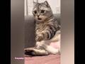#shorts #cat #comedy /@zarah_2026 /mammachan