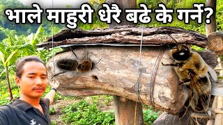 भाले माहुरी धेरै बढे के गर्ने ? ।। mahuri palan ।। bee keeping ।। kisan