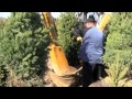 Korson s Tree Farms B B Demonstration