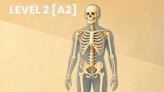 What Is a Skeleton • Level 2 [A2] • ESL Listening • Explainer