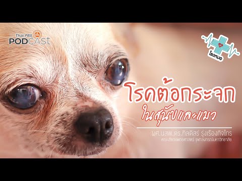 โรคต้อกระจกในสุนัขและแมว | โรงหมอ | Thai PBS Podcast