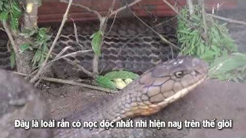 Cặp rắn hổ mây 60kg vùng núi cấm An Giang