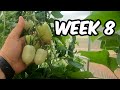 Week 8 Update of the Hydroponics Greenhouse, Hay Bale Garden, and No Dig Potato Bed.