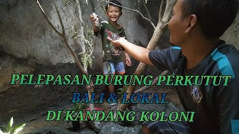 PELEPASAN BURUNG PERKUTUT BALI & LOKAL DI KANDANG KOLONI