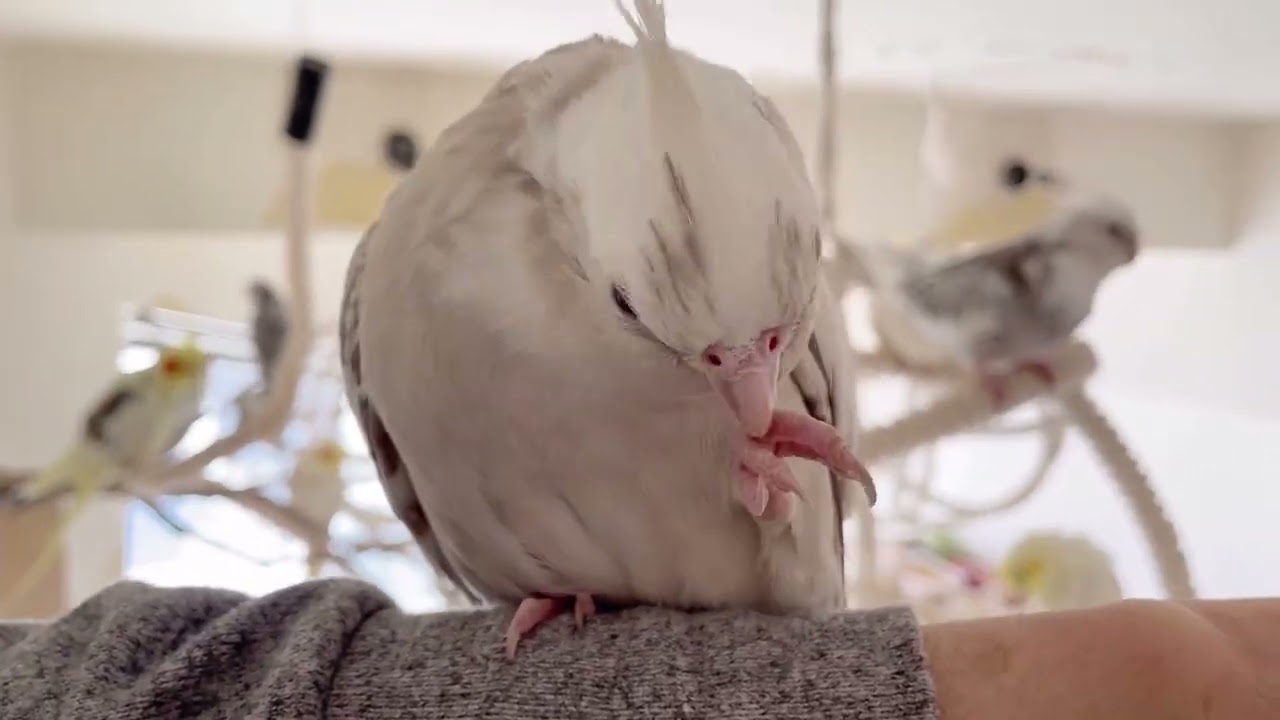 「感動」　オカメのママが体調が悪くても巣箱に戻りたがった理由