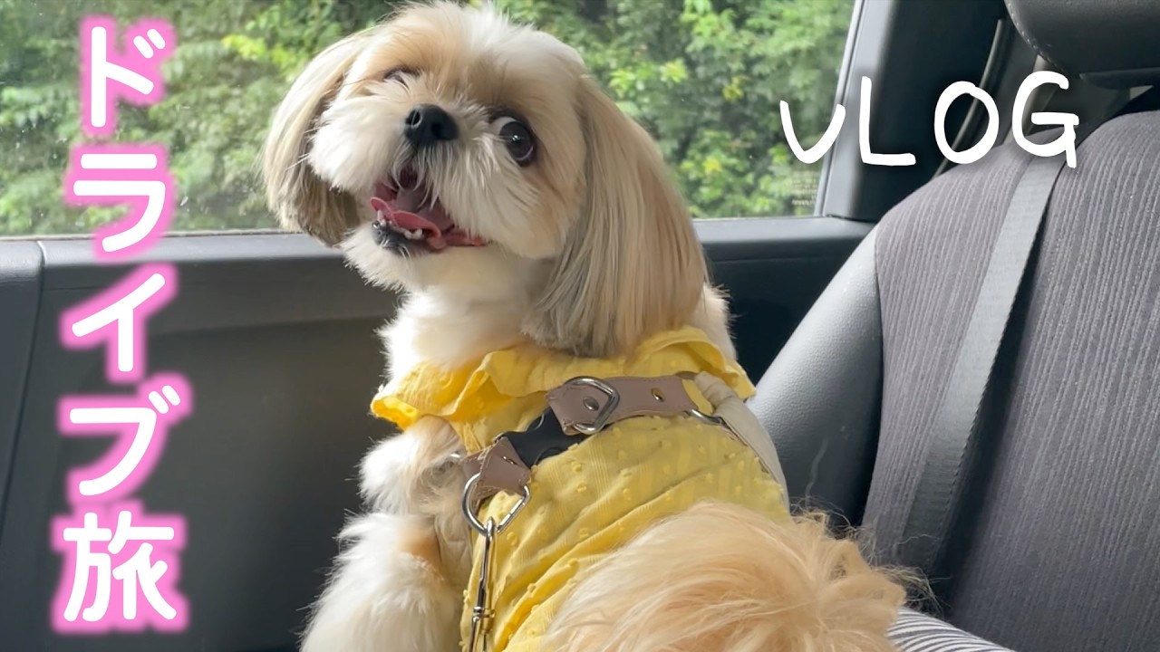 【シーズー】道の駅＆公園めぐり！愛犬と行く串間・志布志ドライブ旅🐶🚗