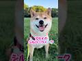大満喫の連休でした😆✨#柴犬 #豆柴 #shibainu #犬のいる暮らし #shorts