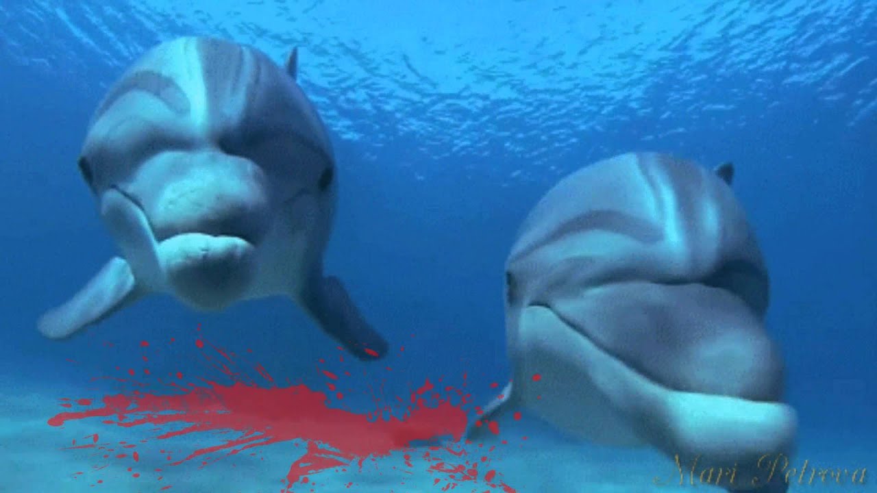 в океане средь могучих волн где дельфины. маленький попался дельфиненок. дельфины песня слова. песня в океане средь могучих волн где дельфины нежатся с пеленок. в океане средь могучих волн где дельфины.