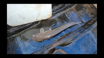 Câu cá ngát trên bè hào kết quả ngon lành