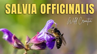 La Sauge Officinale Salvia Officinalis