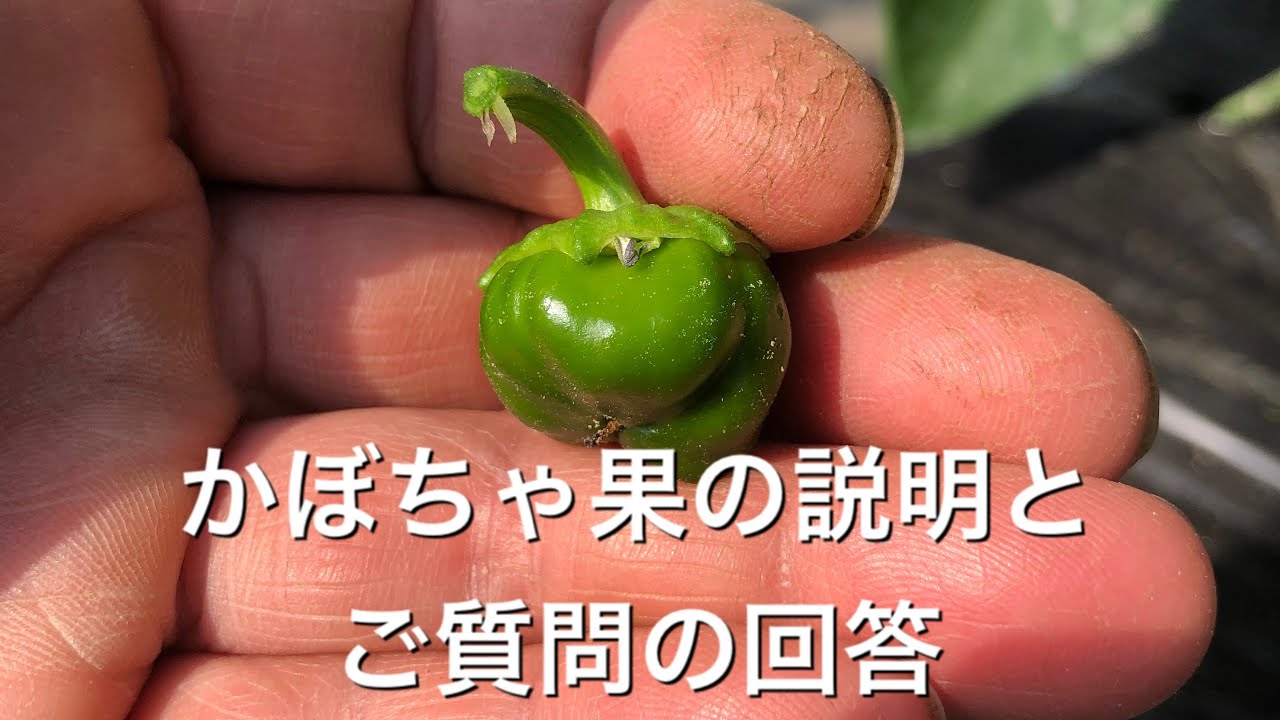 パプリカの栽培方法その4 Youtube