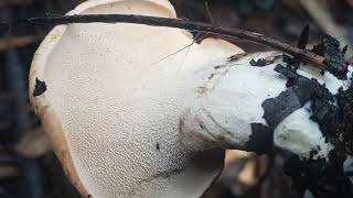 Filão De Cogumelo Hydnum Repandum