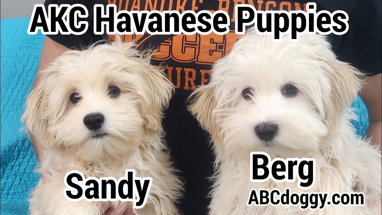 Щенки гаванской болонки AKC * Сэнди и Берг * ABCdoggy.com 2025