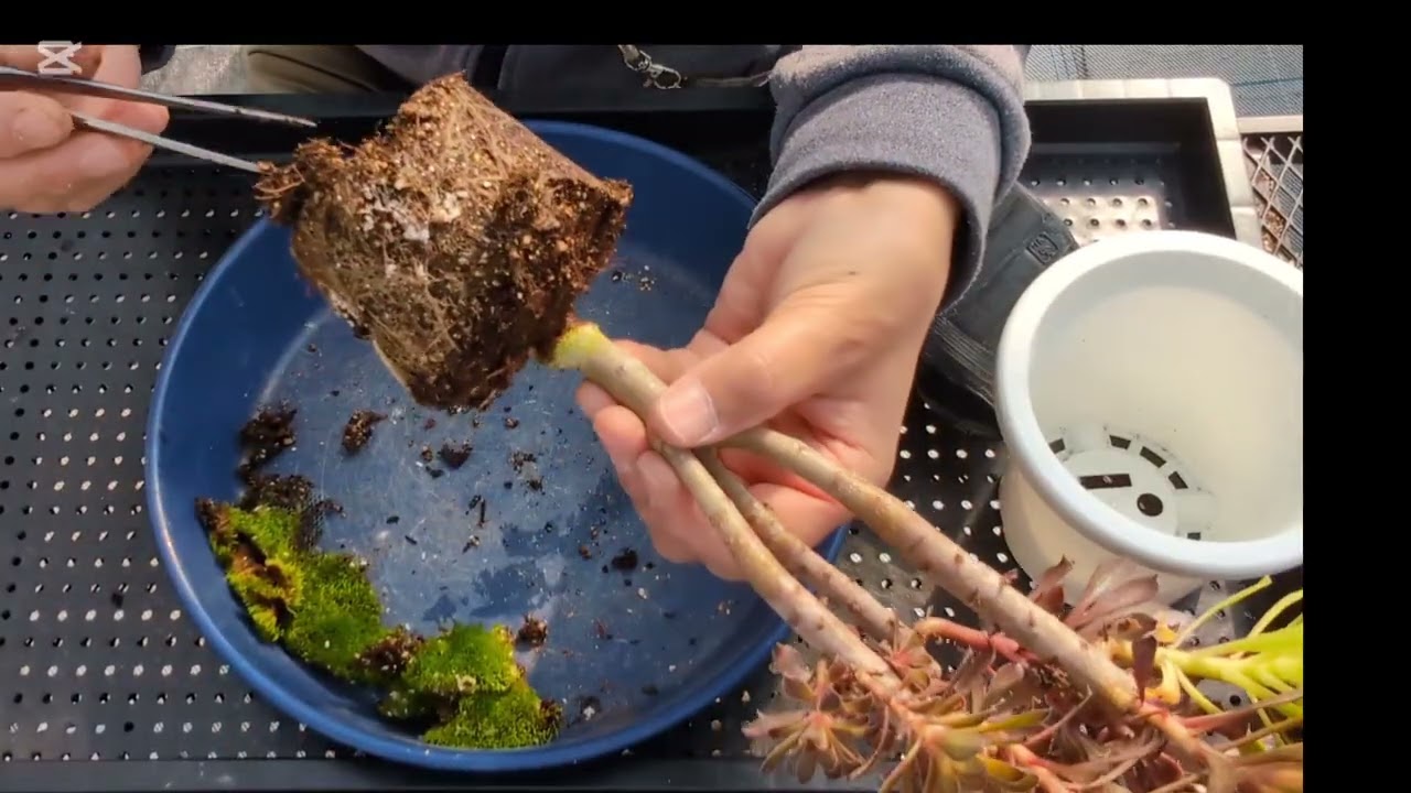【多肉植物】苔いっぱいのアエオニウム黒法師を植え替えます🪴