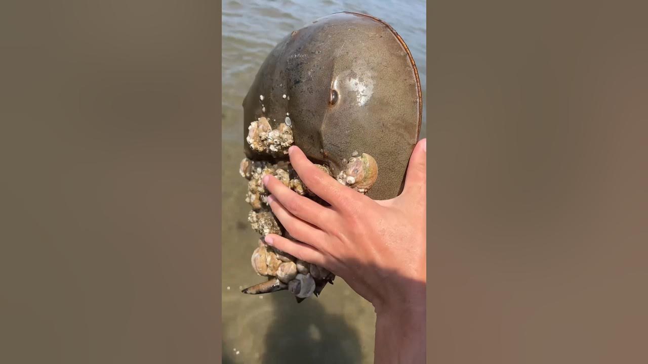 Most Expensive Blood In The World Horse Shoe Crab shorts YouTube most-expensive-blood-in-the-world-horse-shoe-crab-shorts-youtube
