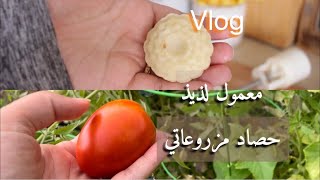 تغييرات في مطبخي ، حصاد مزروعاتي 🍅, ألذ طريقة معمول ، عبادة الحمد والشكر لله