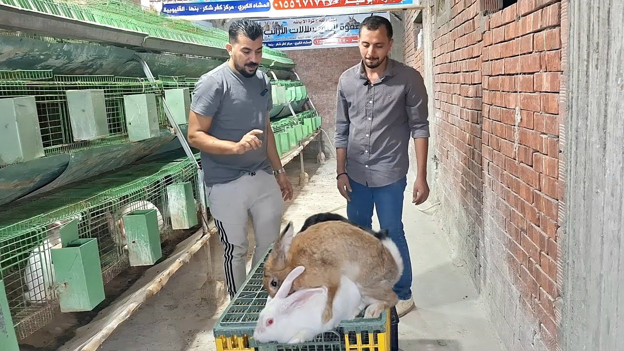 هو انا لو ابتديت في مشروع الارانب بعدد قليل معني كدا اني هفشل في المشروع 💡؟؟