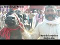 MURRAH Bull without ADULT TEETH Category - Competition Ring- Singhwa Khas Mela,Hisar.