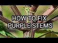 Why are your stems purple and how to fix it