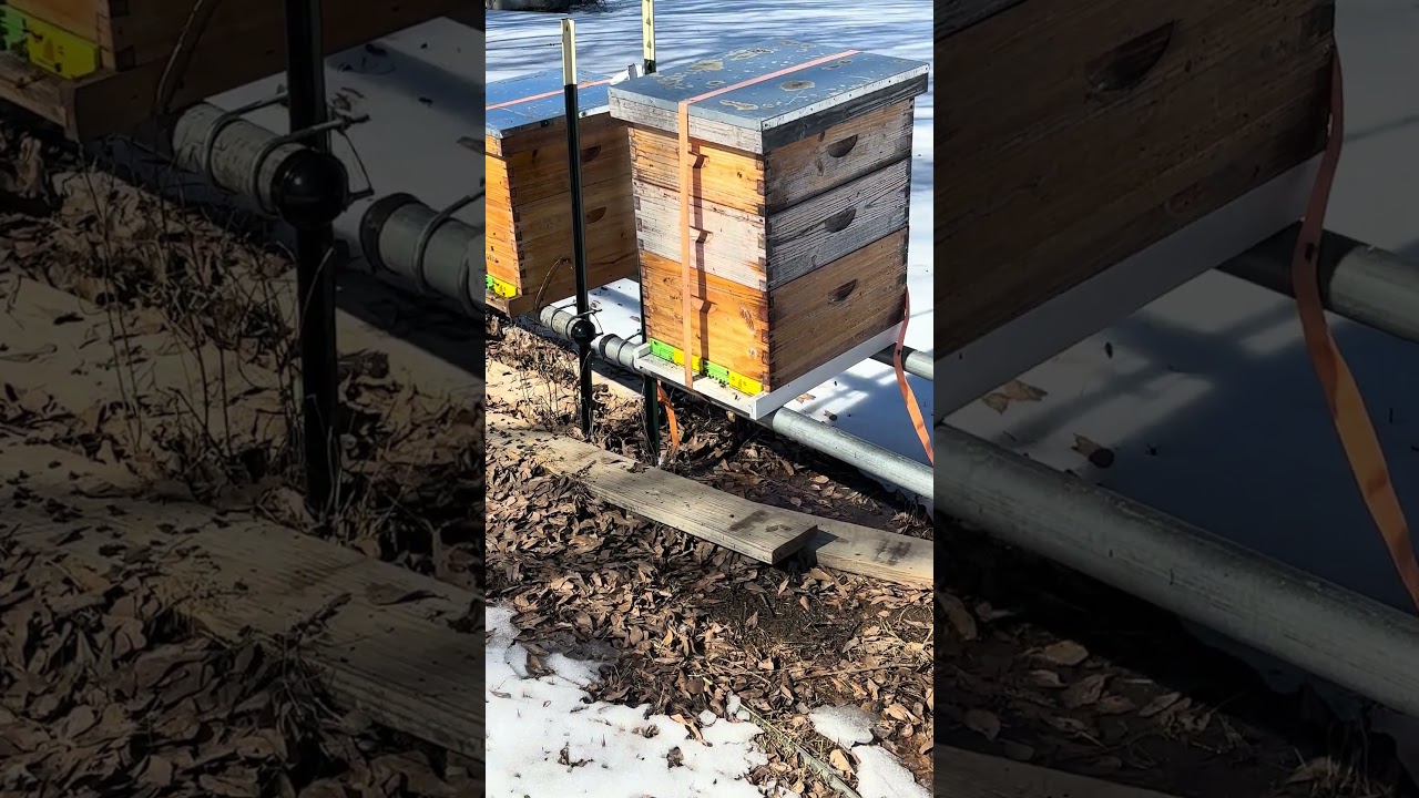 Пчёлы жужжат! 