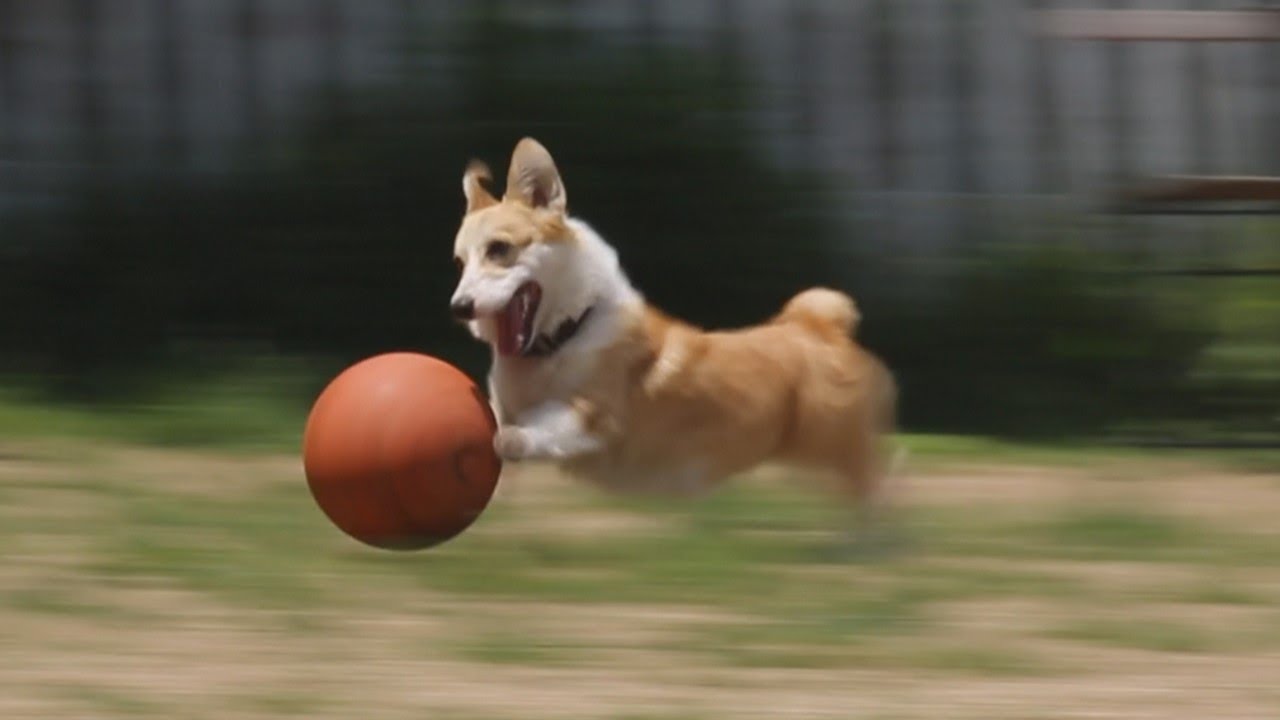 The Dogs Amazing Basketball Dribble Youtube