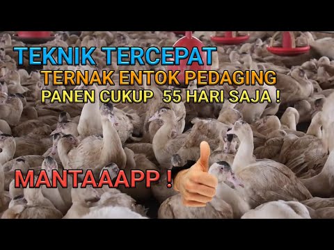 Teknik Tercepat Ternak Entok Panen 55 Hari, Mantaaapp❗