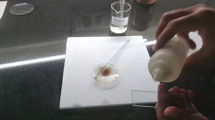 EXP.2. size of calcium oxalate crystals and Fiber length and width by an eyepiece micrometer