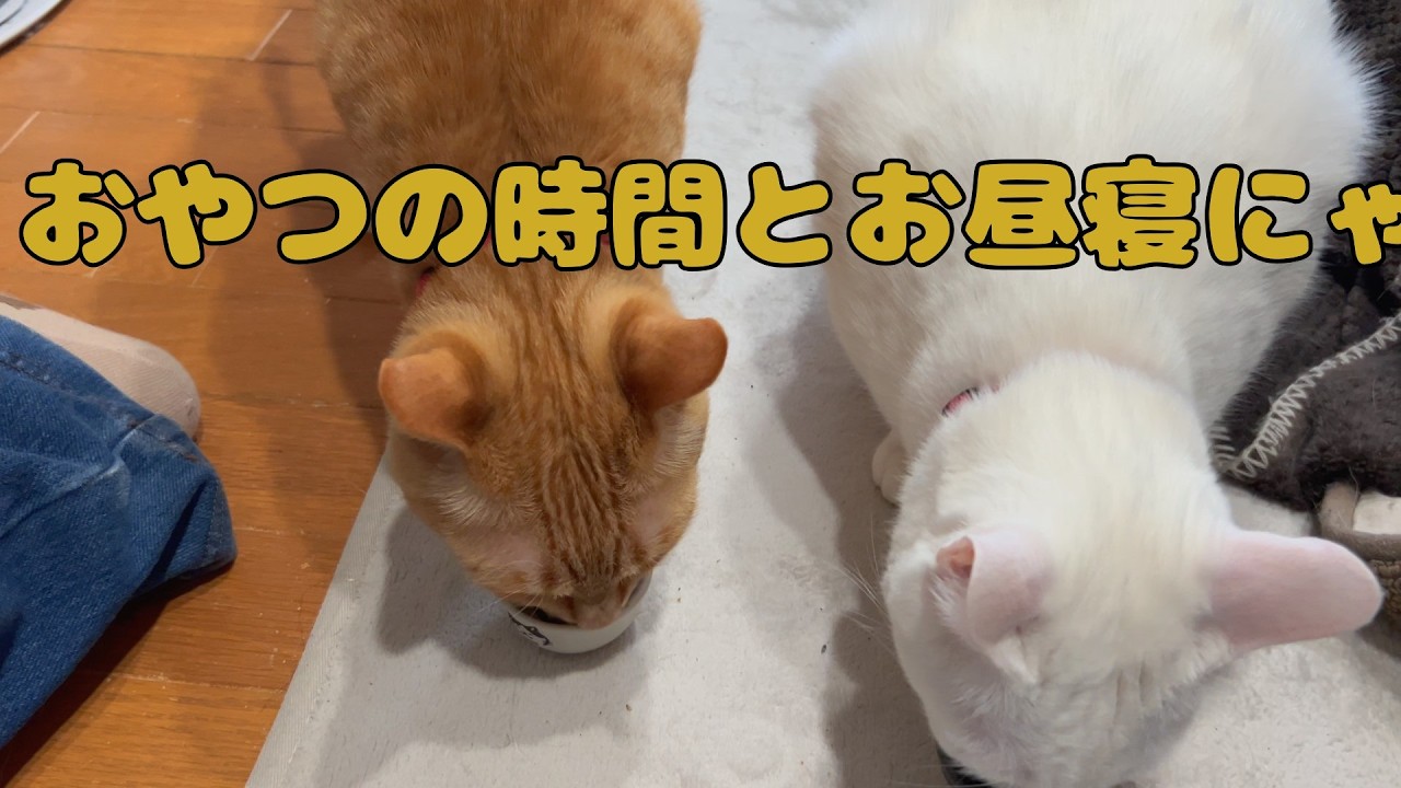 【保護猫】🐈おやつの時間とお昼寝にゃ🐈の巻【にゃんこ日和】【rescued cat】