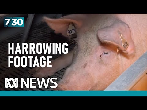 Allegations of animal cruelty and a bestiality charge at Victorian piggery | 7.30