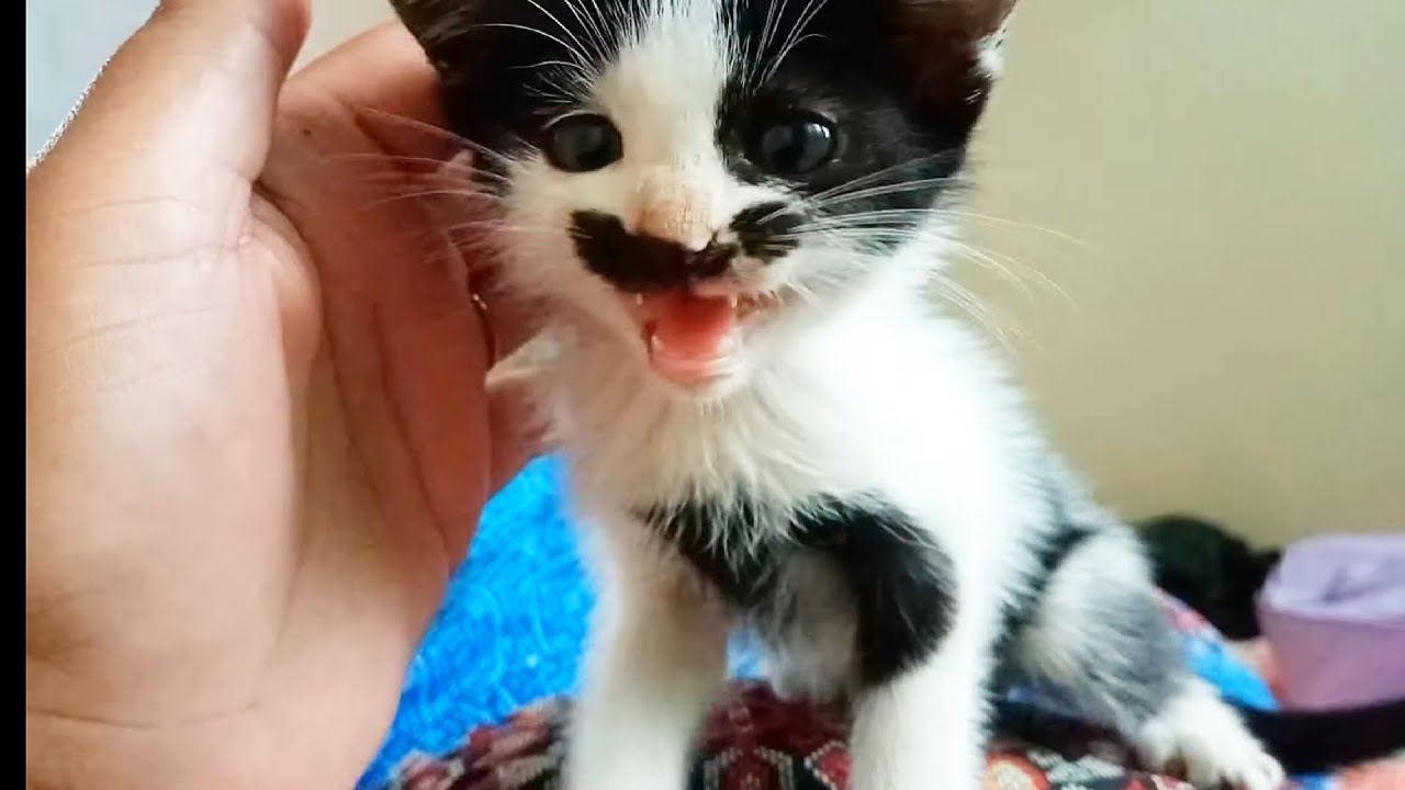 Adopted baby cat is afraid and crying YouTube
