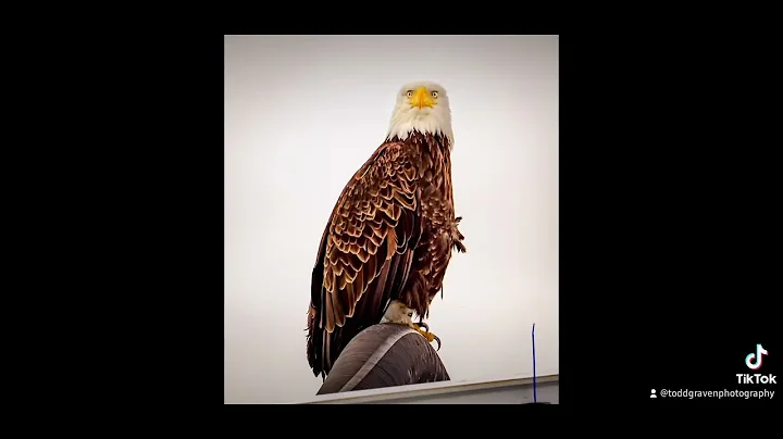 Eagle takeoff in slow motion