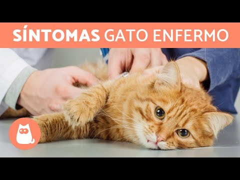 ¿Cómo SABER si mi GATO está ENFERMO? 😿 (9 Síntomas)