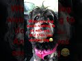 #dogs #dogloversshorts #dog #youtubeshorts #crazydog #dogsoftiktok #isabelthefamous