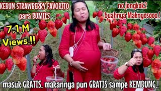 GREBEK KEBUN STRAWBERRY, BUAHNYA BESAR2 & SUPER MANIS.!