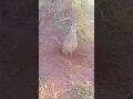 Gora Teetar Ki Sharp Wild Sound | Gray Francolin#gorateetar #grayfrancolin #birdsounds #wildlife