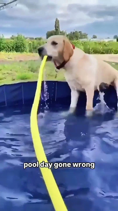 #fuoyou#dogs#funny dog#Funny Pets