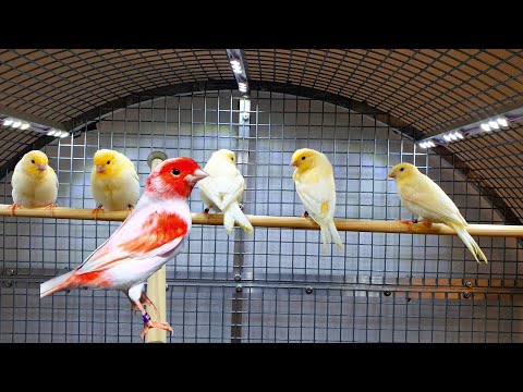 Red Mosaic Canary