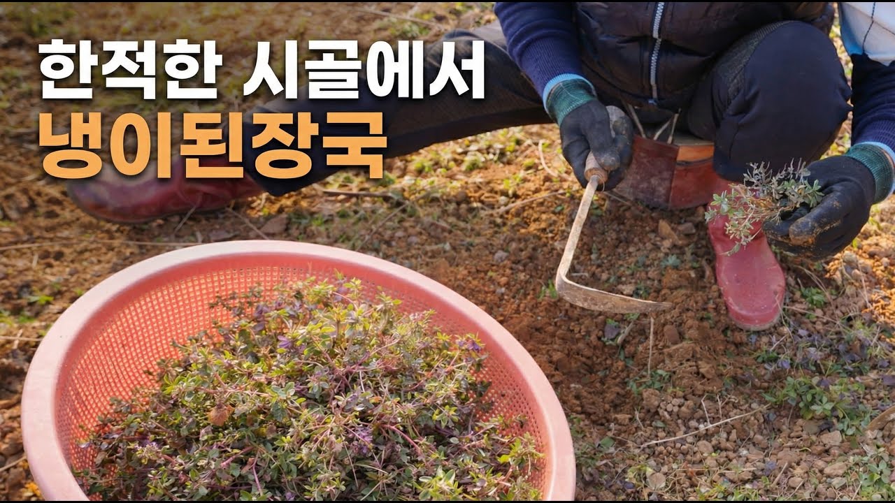 한적한 시골에서 한겨울 텃밭 냉이된장국｜시골브이로그 힐링 ,냉이 캐는 소리 ASMR