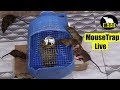 Mouse Trap In Can | Rat Trap Live | By Mouse Trap Tricks