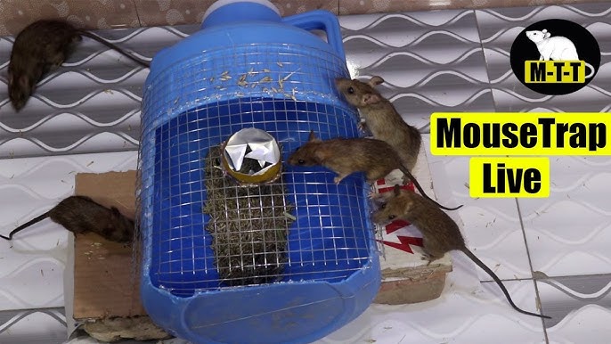 New Video: How to Set the Little Giant® Live Animal Traps - Miller