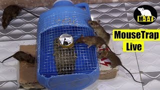 Mouse Trap Best Idea | Rat Trap Live | By Mouse Trap Tricks