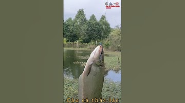 cận cảnh cá thác lác lôi phao thật đã #shorts @CuongFising