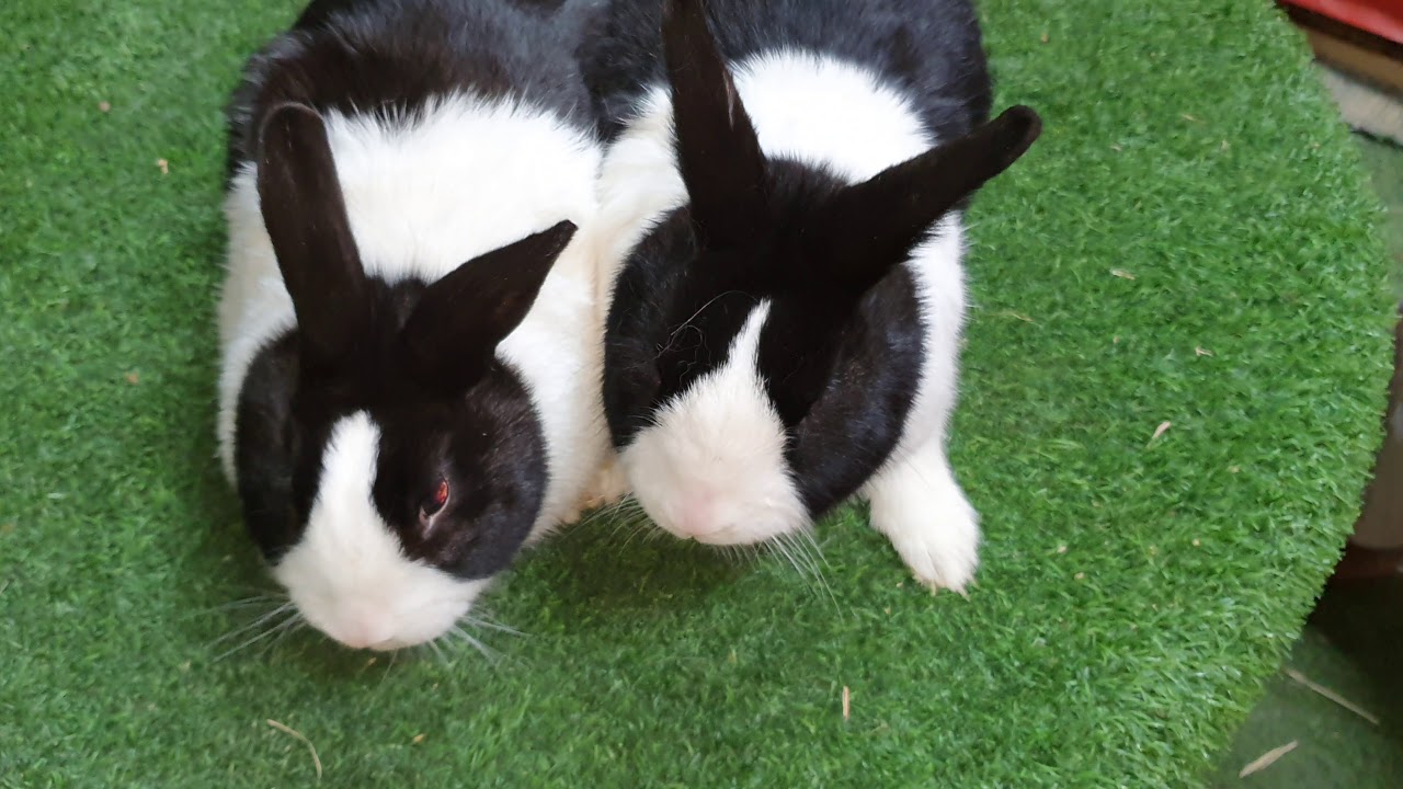 Dutch rabbits | meat breed | angora rabbit farming | Royal Pets - YouTube
