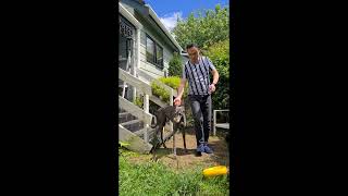 How to Brush and Wash a Greyhound by Solomon Li 96 views 5 months ago 20 minutes