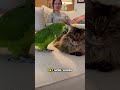 Parrot Says: Meow Meow Ruined the Marriage