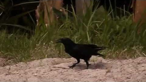 crows digging up soft shell turtle eggs Scott great animals backyard