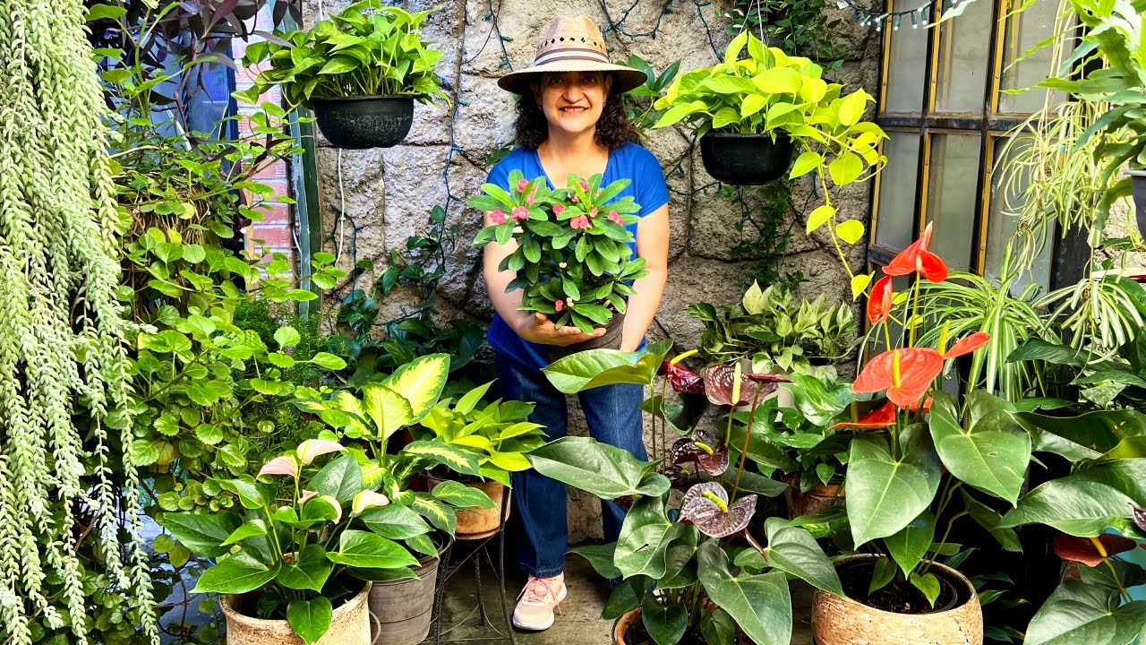 Es con lo Único que podrás Tener Plantas Bellas