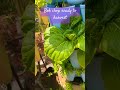 Bok choy ready to harvest. #gardening #greenstalkgarden
