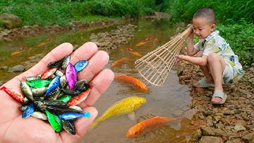 Bắt cá cảnh kỳ lạ dễ thương trong ao nhỏ, cá bảy màu rồng, cá nóc, cá cờ, cá vàng, cá chép koi