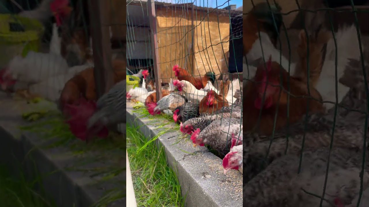 Koke nosilje domace koke